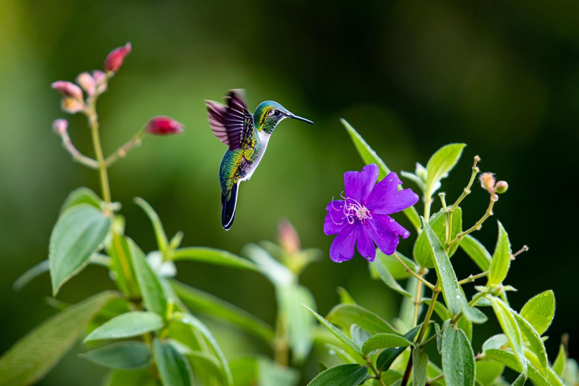 Heliconias Rainforest Lodge Bijagua Exteriér fotografie