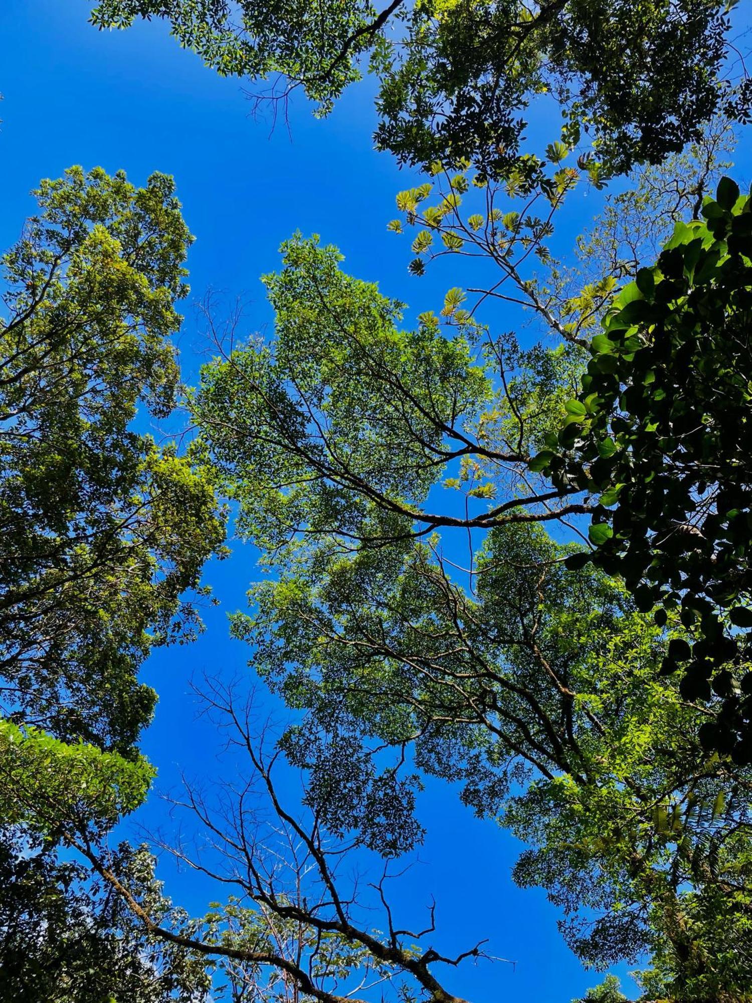 Heliconias Rainforest Lodge Bijagua Exteriér fotografie